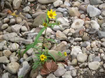 God's AMEN: Flowers in unlikely places>