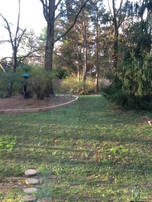 Our back yard, through the kitchen window.