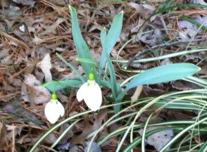 Snowdrops