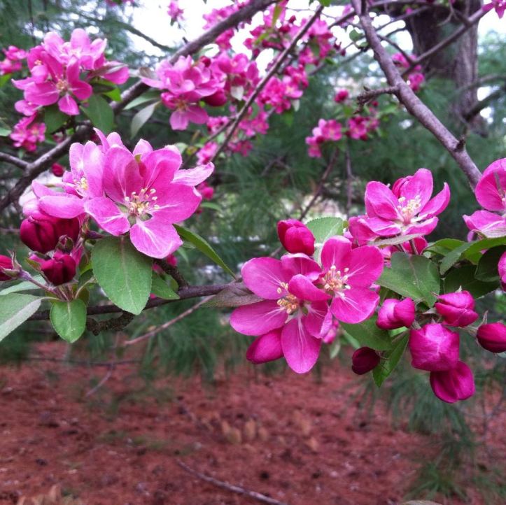 Crabapple tree at its peak.