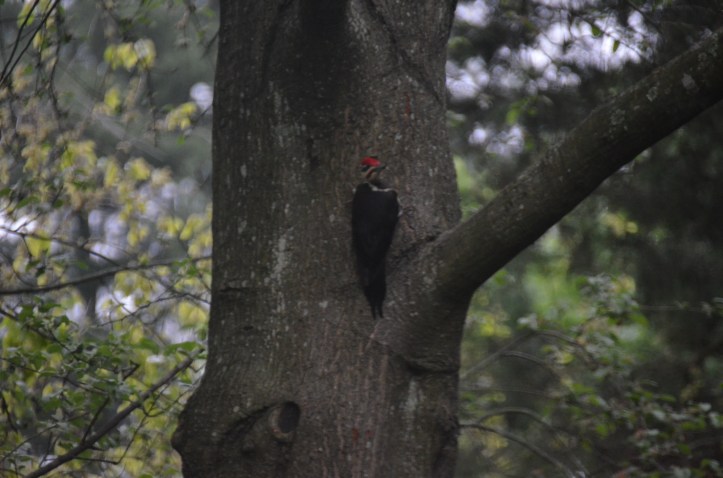 Insects for breakfast