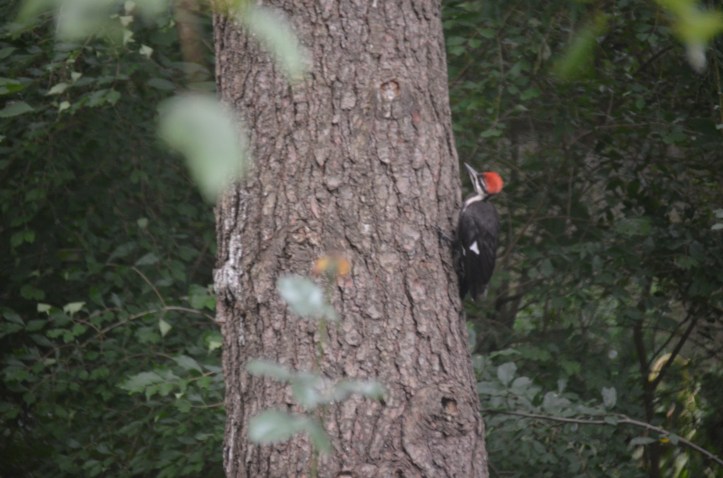 Juvenile pileated... note the funky crest!