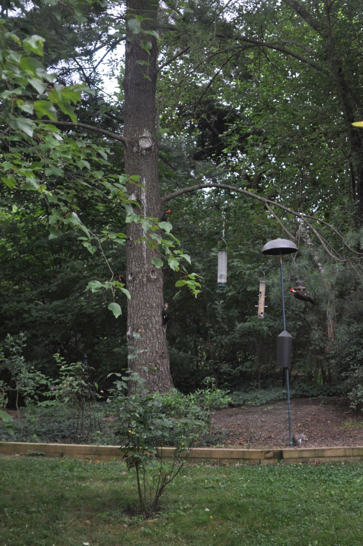 4 Pileated Woodpeckers: 1 adult (on feeder) and 3 juveniles