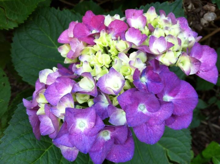 Hydrangeas :)