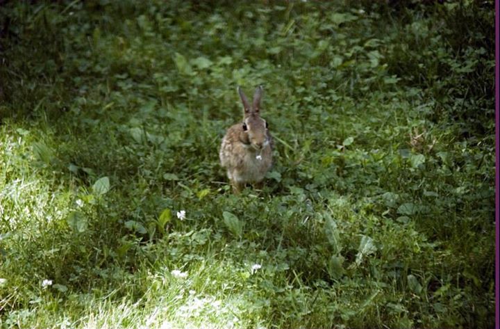 NomnomnomCLOVERnomnom