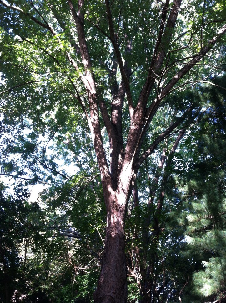 Watching the sunlight.