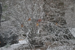 Cardinals in my yard.