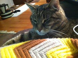 Henry. Couch companion and general snoopervisor.