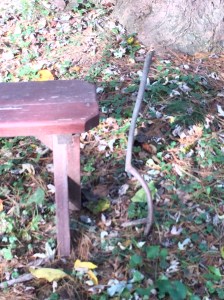 A true "stick-in-the-mud"!