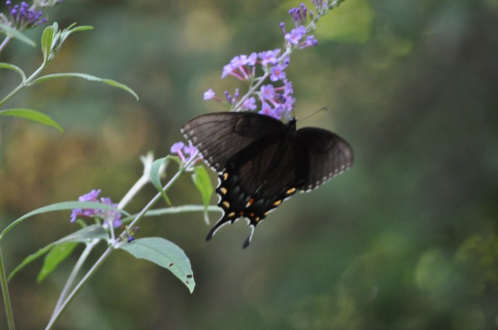 swallowtail2