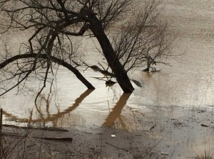 Flood zone. Lake Needwood. Photo credit: Rev. Deb Vaughn