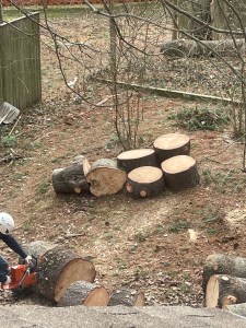 Large pieces of tree trunk from a felled tree.