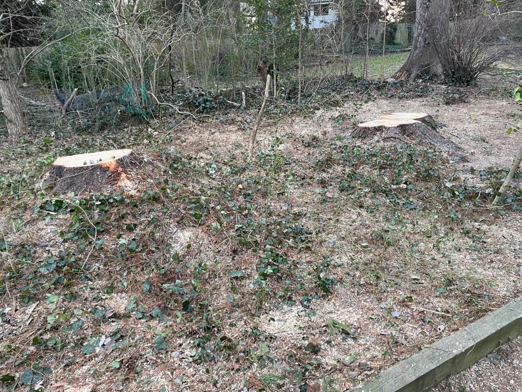 Picture of two large tree stumps.