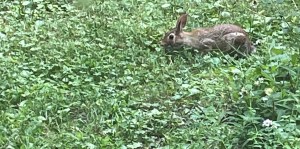 a wild rabbit in a suburban back yard