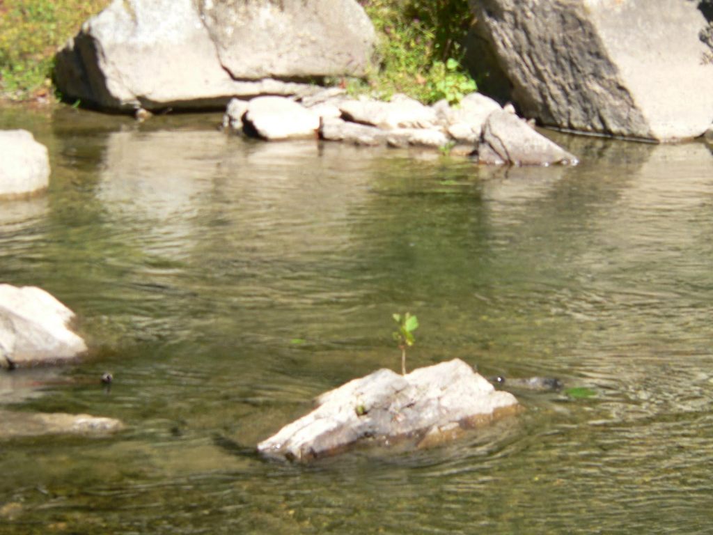 a seedling growing in the middle of the North Branch of the Potomac River