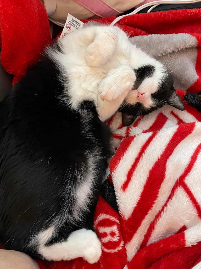 A tuxedo cat on his back on a plush blanket, showing his belly.
