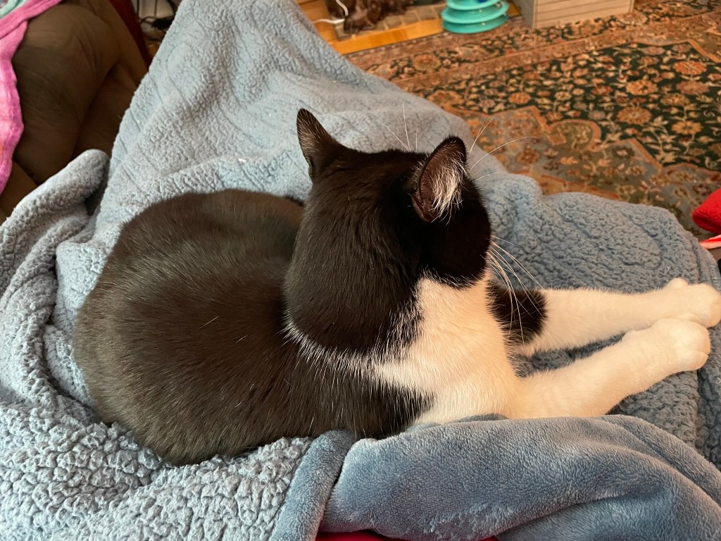 a black and white cat curled up on a lap covered with a blue blanket