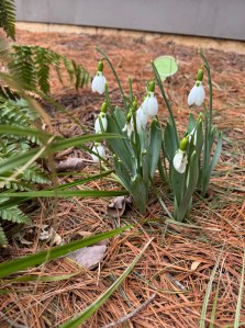 Snowdrops
