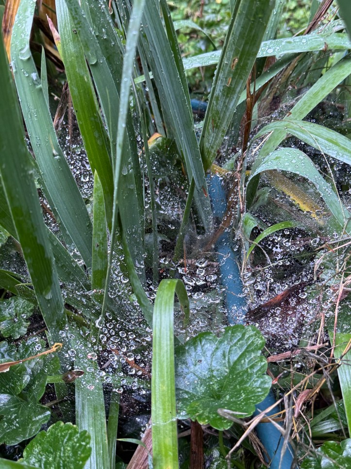 a large spiderweb caught on iris leaves with dew
