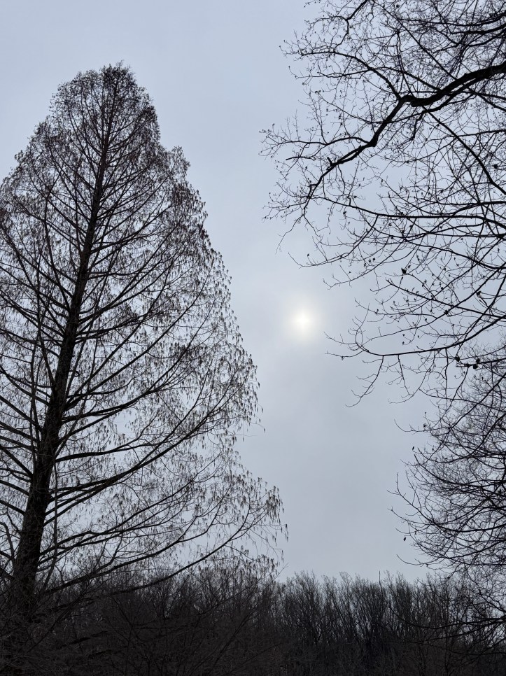 Sun through overcast skies with bare trees.