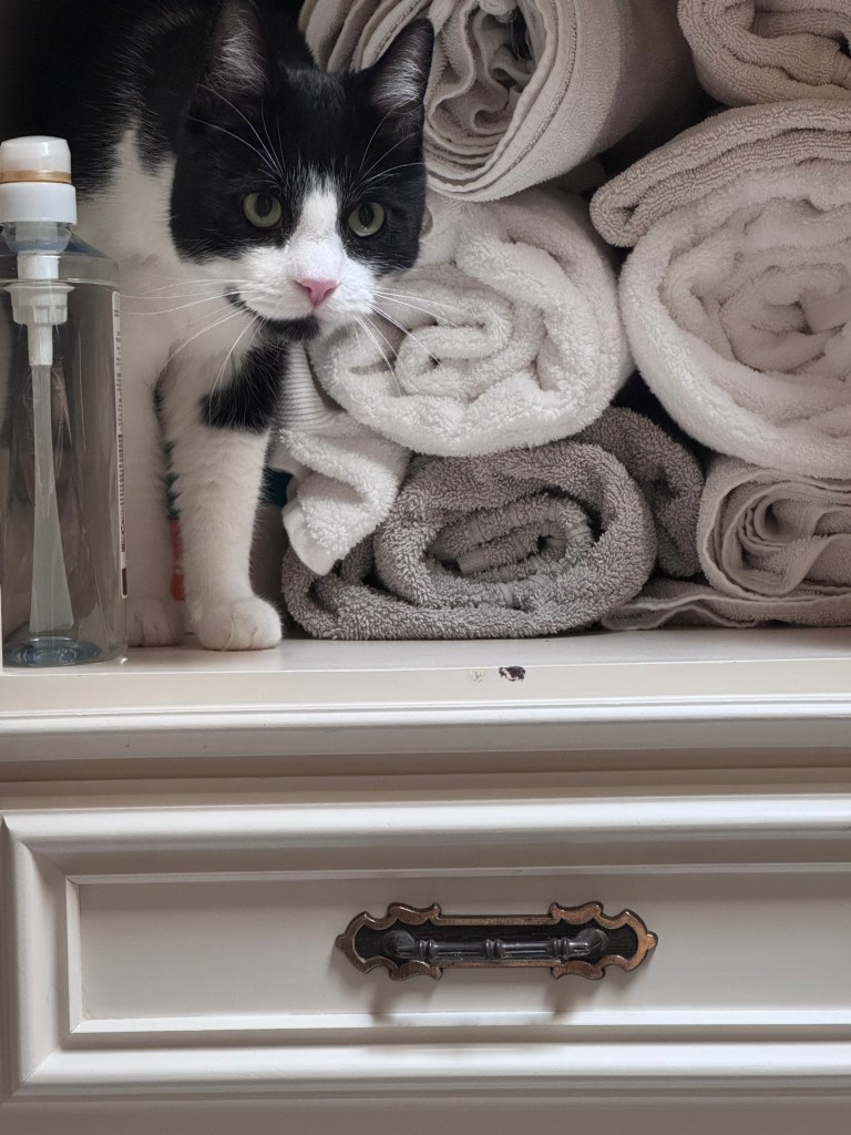 cat in the linen closet